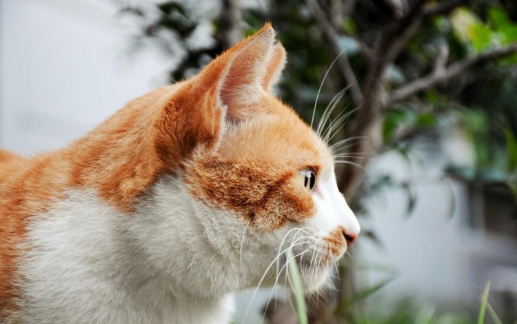 鹦鹉拔猫胡须猫咪：清蒸还是红烧你自己选