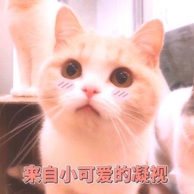 猫咪的寿命排行榜：寿命“最长”的几种猫，能活十几年以上