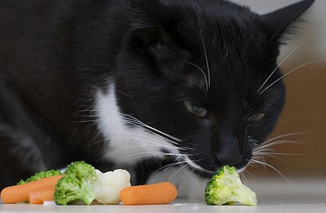 猫咪有泪痕怎么办多吃这几种食物便宜又健康